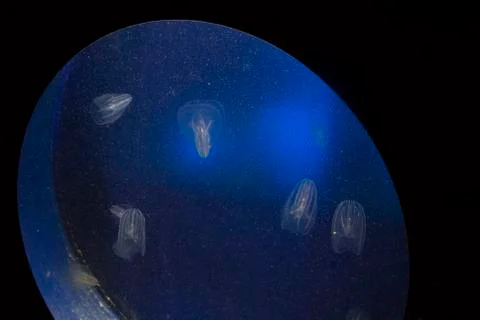 Medusae Stock Photos