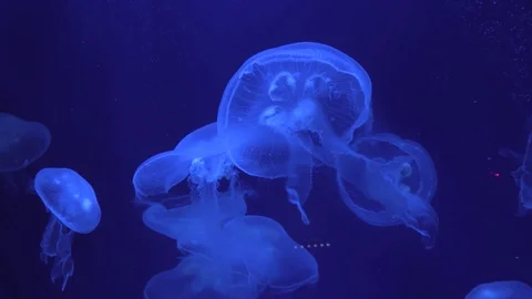 Medusas Stock Footage 107086648