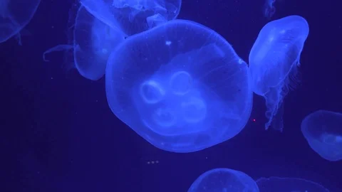 Medusas Stock Footage 107087810