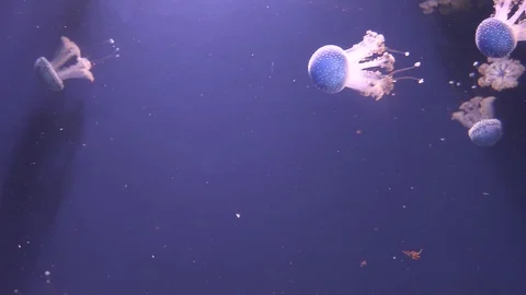 Medusas Stock Footage 107088178