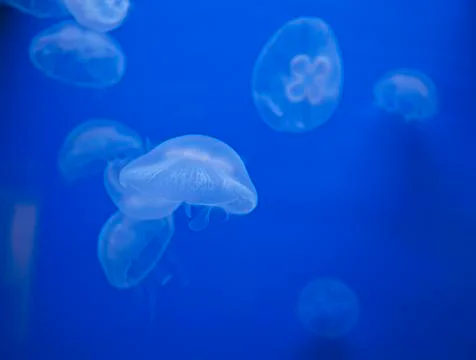 Medusas Stock Photos
