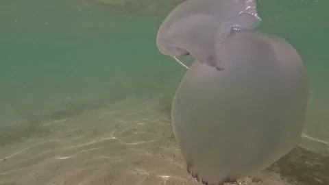 Medusas swims underwater. Stock Footage 314338883