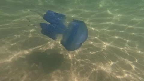 Medusas swims underwater. Stock Footage 314339596