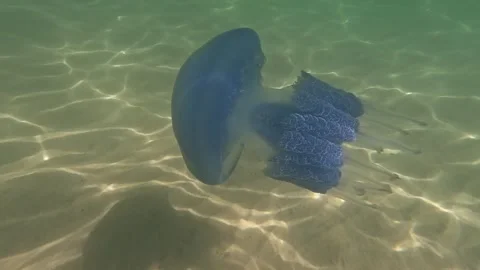 Medusas swims underwater. Stock Footage 314339784