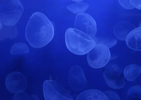 Meduse in the ocean Stock Photos