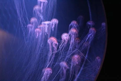 Meduse Stock Photos