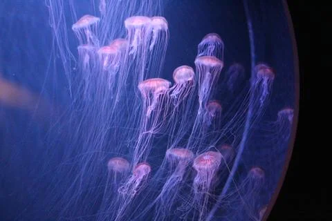 Meduse Stock Photos
