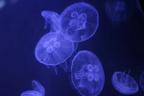 Meduse Stock Photos