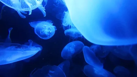 Meduza Video stock 112793694