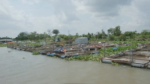 Meekong Delta Vietnam - Fish Farm Stock Footage