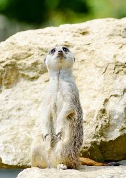 Meercat alert Stock Photos