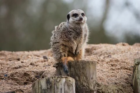 Meercat close up Stock Photos