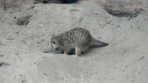 Meercat furiously Digging A Burrow Stock Footage 196011054