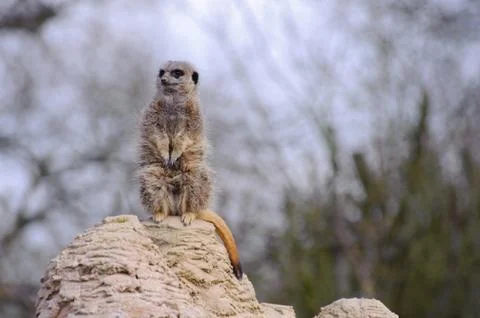 Meercat looking cute Stock Photos