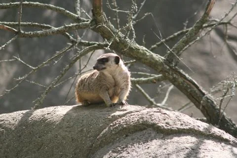 Meercat Stock Photos