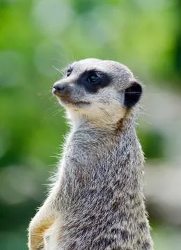 Meercat Stock Photos