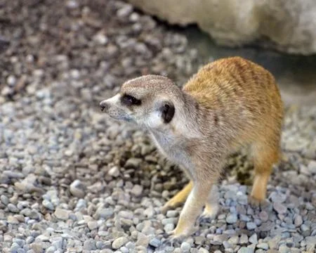 Meercat Stock Photos