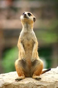 Meercat Stock Photos