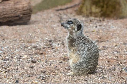 Meercat Stock Photos