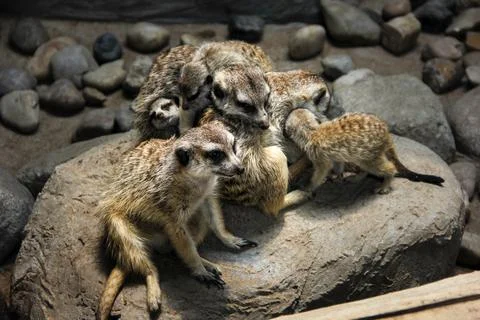 Meercat Stock Photos