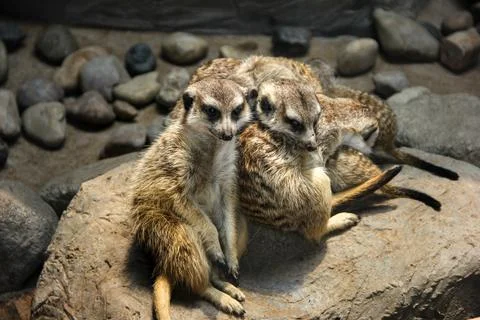 Meercat Stock Photos