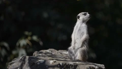Meercat on stone Stock Footage 170716489