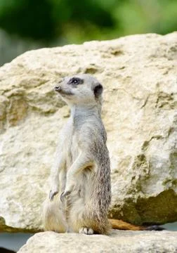 Meercat watching Stock Photos