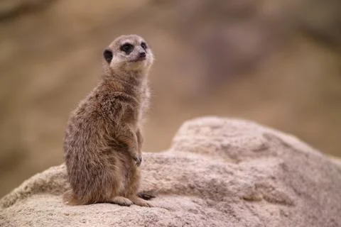 Meercat is watching Stock Photos