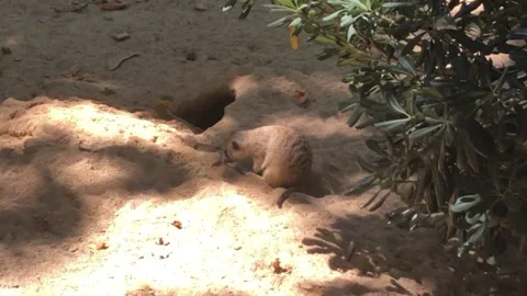 MEERCATS 1 Stock Footage 135029759