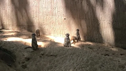 MEERCATS 2 Stock Footage 135029842