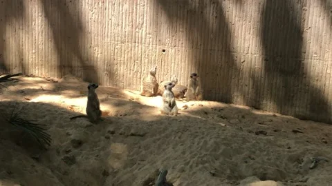 MEERCATS 3 Stock Footage 135029771
