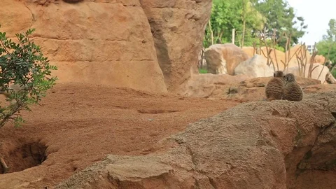 Meercats dig the hole 2 Stock Footage 78737904