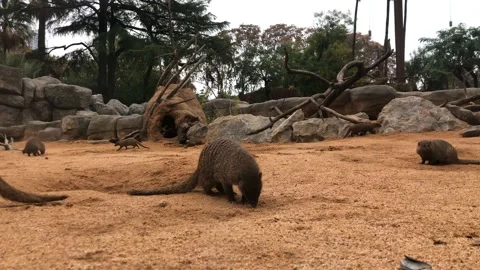 Meercats Stockbeeldmateriaal 155536756