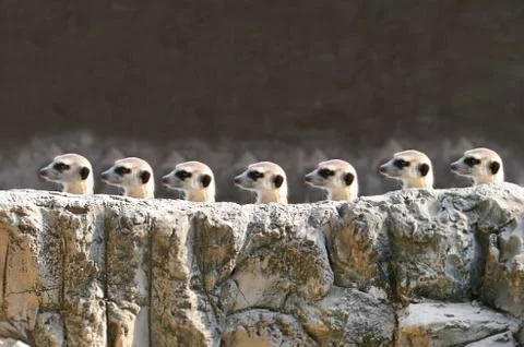 Meercats Stock Photos