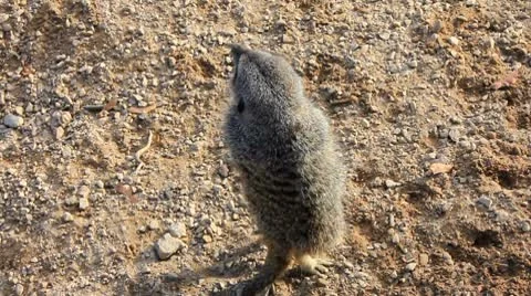 Meercats Playing Stock Footage 8926670