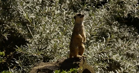 Meerkat 1 lookout Stock Footage 101524660