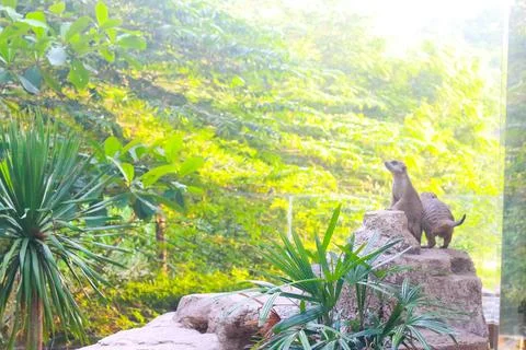 Meerkat 1 Stock Photos