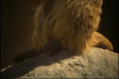Meerkat 3 Stock Footage 676622