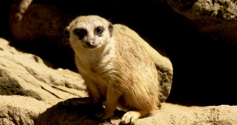 Meerkat 3 Stock Footage 101524371