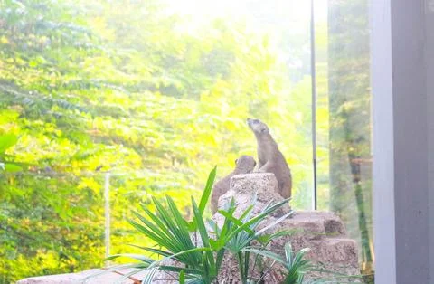 Meerkat 3 Stock Photos
