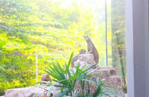 Meerkat 4 Stock Photos