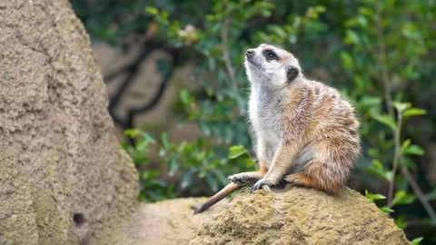 Meerkat 4k Stock Footage 88458786