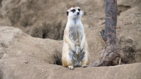 Meerkat 4k Stock Footage 88476991
