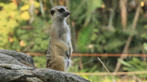 Meerkat alert Stock Footage 24590241