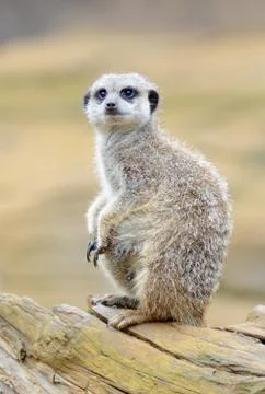 Meerkat alert Stock Photos