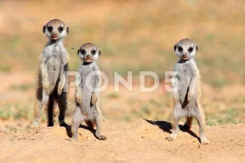 Meerkat babies Stock Photos