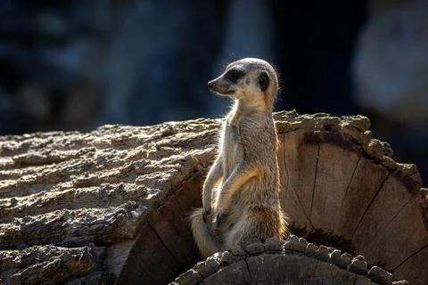 Meerkat basking in the sun. Stock Photos