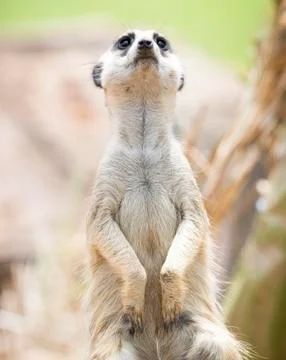 Meerkat begging 스톡 사진