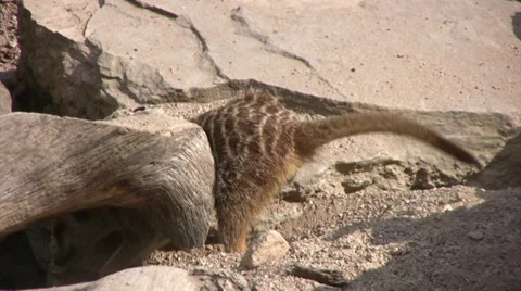 Meerkat burrowing Stock Footage 28477883