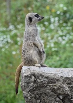 Meerkat in captivity - on guard Stock Photos